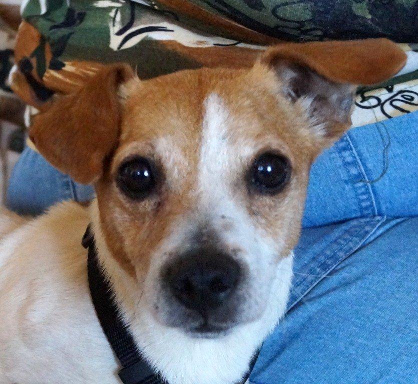 Tiere zu vergeben HausTierSuche.at Private Tierschutzinitiative